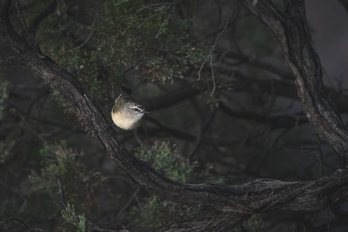 Yellow-rumped Thornbill - ML558387711