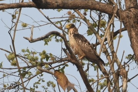 Crested Serpent-Eagle - ML558388041