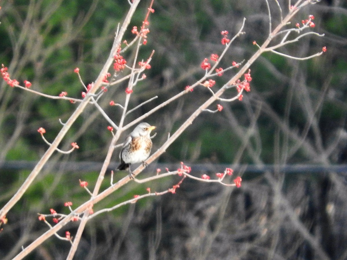 Fieldfare - ML55838831