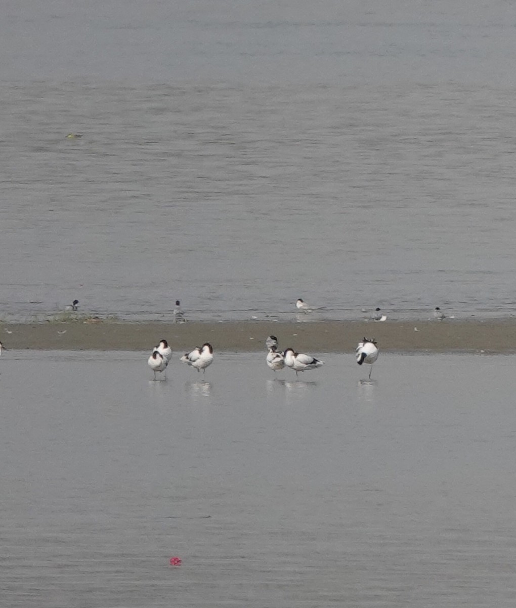 Pied Avocet - Prof Chandan Singh Dalawat