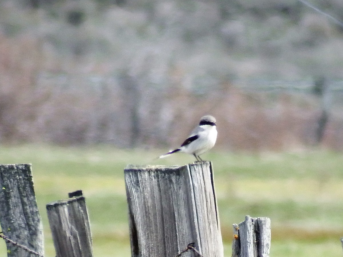 Loggerhead Shrike - Jordan Ragsdale