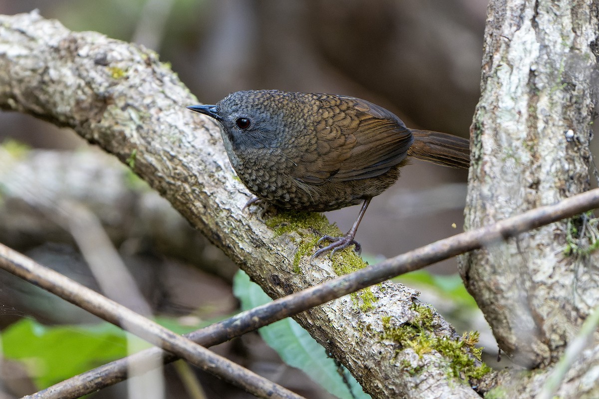 Pale-throated Wren-Babbler - ML558391231