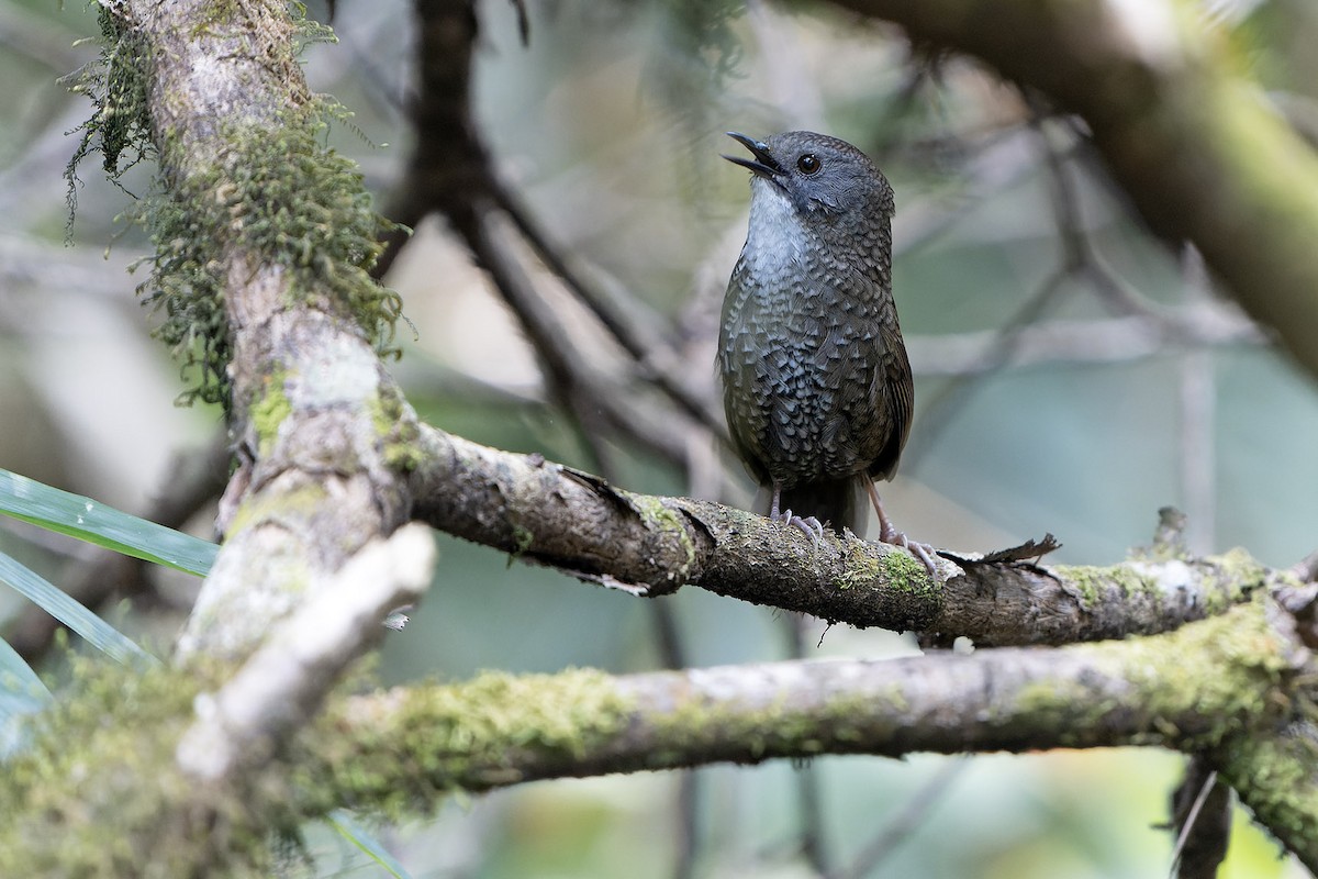 Pale-throated Wren-Babbler - ML558391251