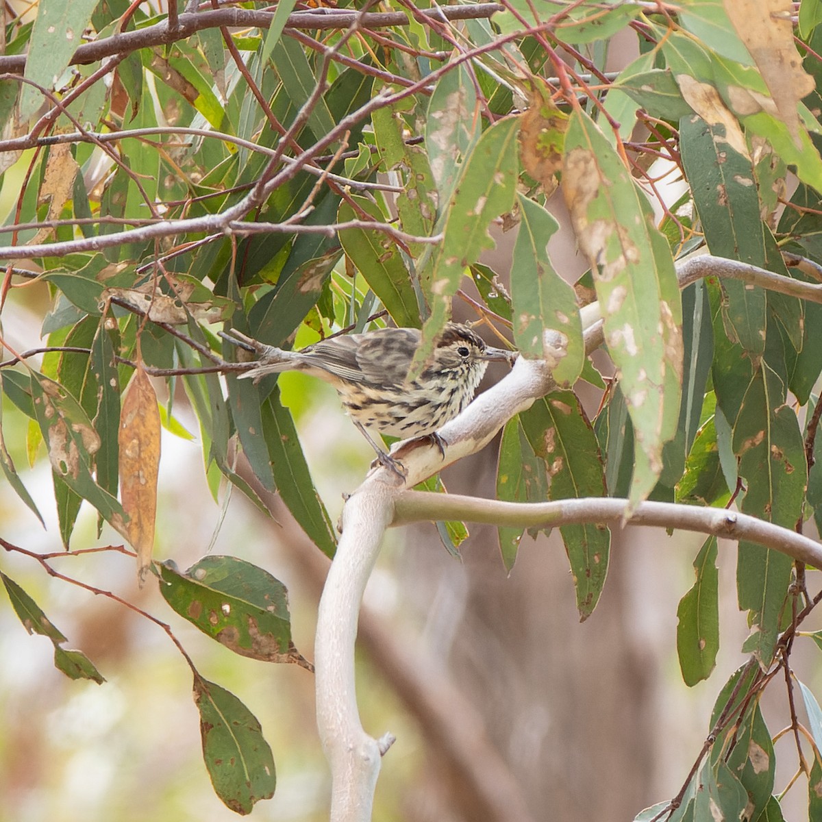 Speckled Warbler - ML558391661