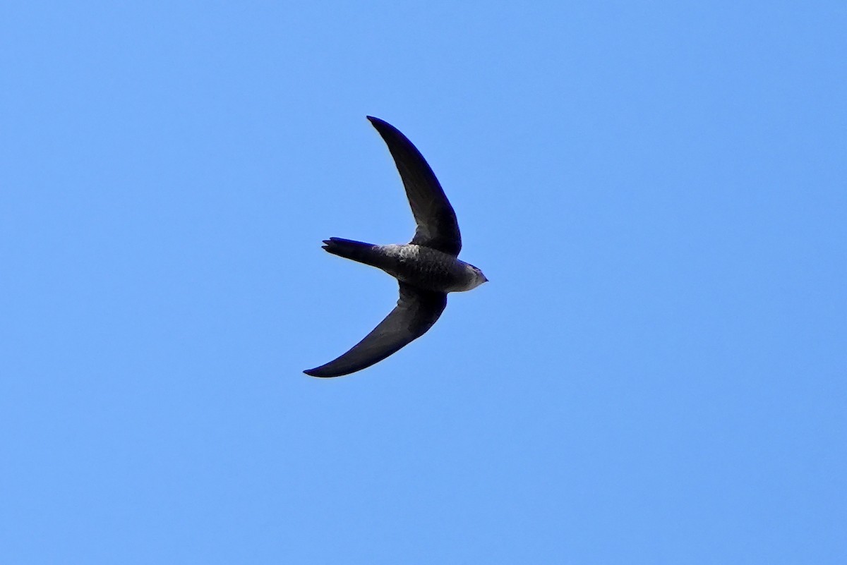 Plain Swift - ML558392361