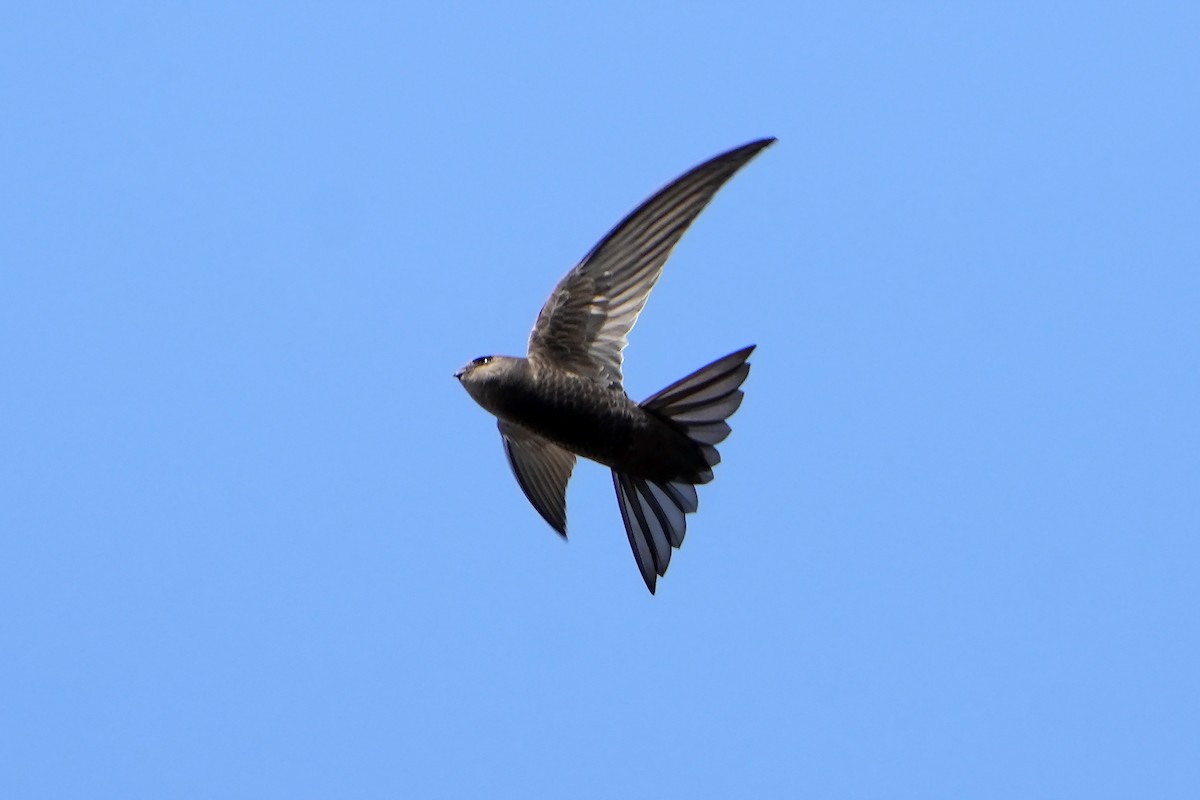 Plain Swift - ML558392381