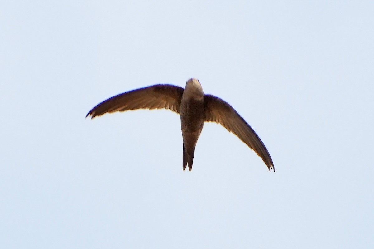 Plain Swift - ML558392421