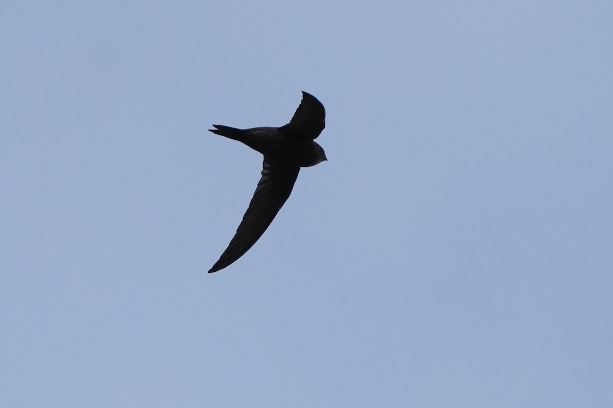 Plain Swift - Daniel López-Velasco | Ornis Birding Expeditions