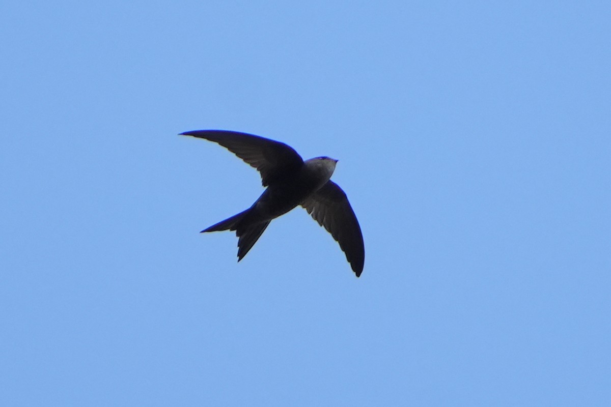 Plain Swift - Daniel López-Velasco | Ornis Birding Expeditions