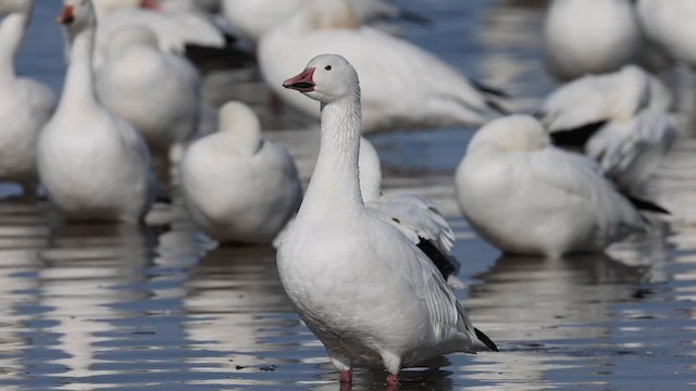 Snow Goose - ML558393391