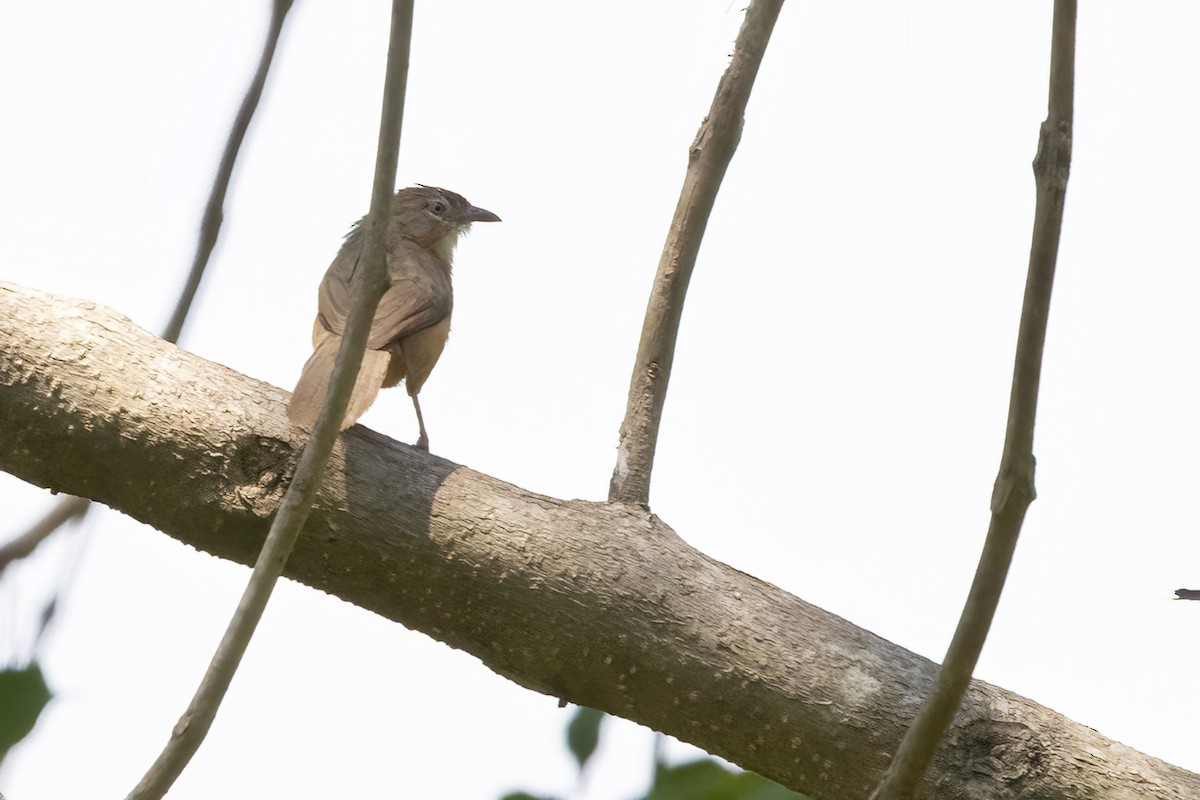 Tawny-bellied Babbler - ML558393601