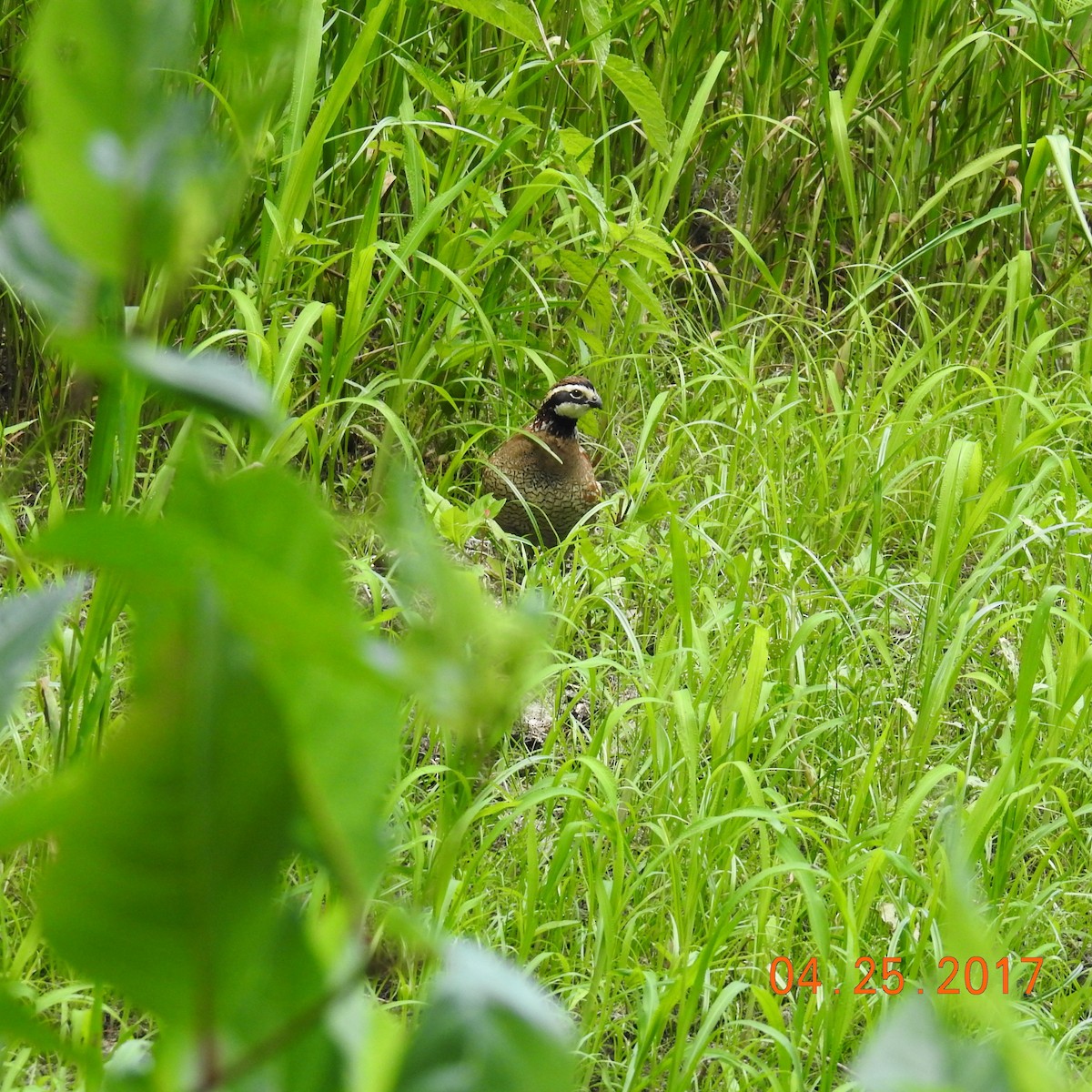 Northern Bobwhite - ML55839511