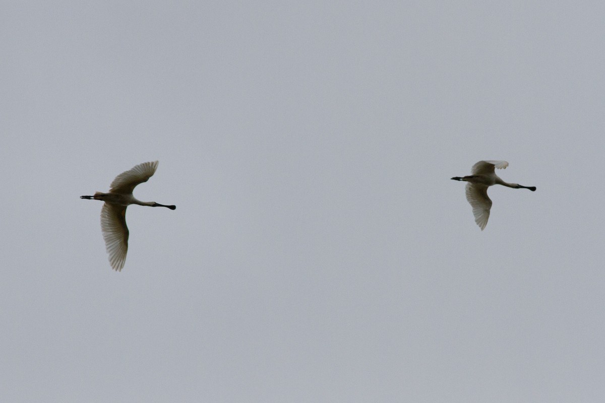 Royal Spoonbill - Greg McLachlan