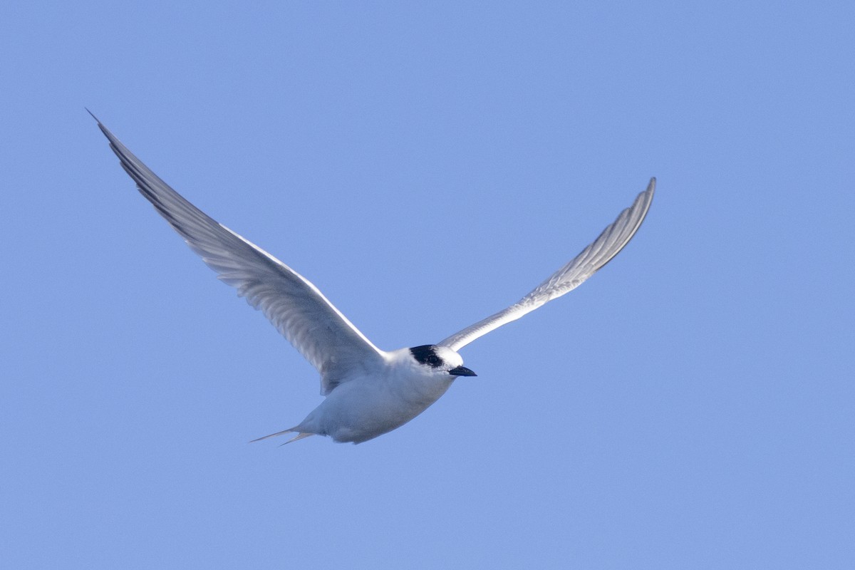 Antarctic Tern - ML558395941