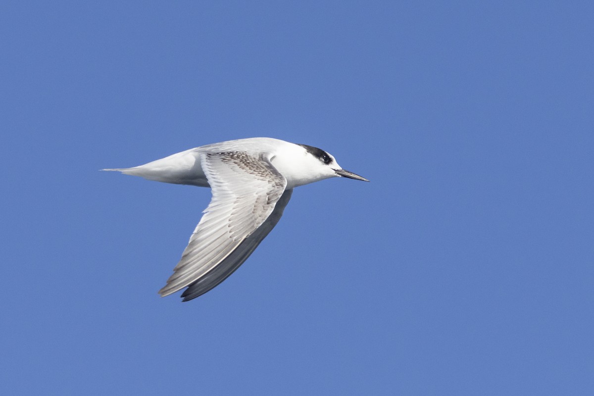 Antarctic Tern - ML558395951