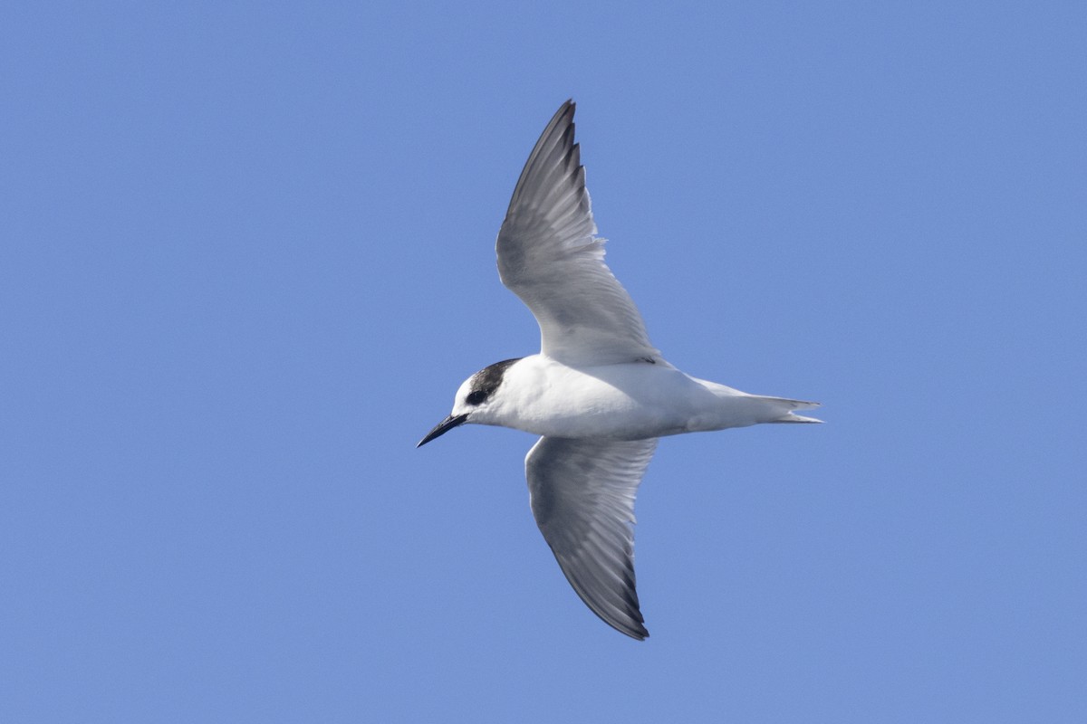 Antarctic Tern - ML558395981