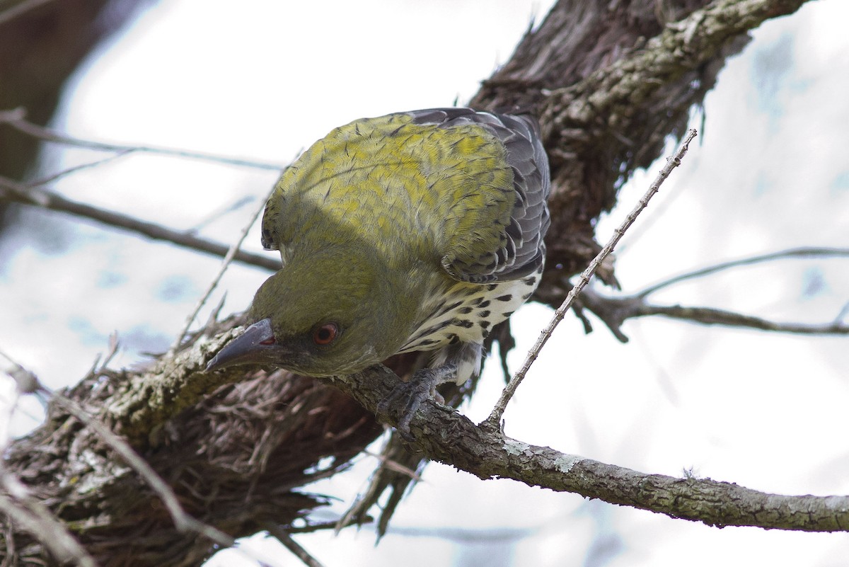 Olive-backed Oriole - ML558396041