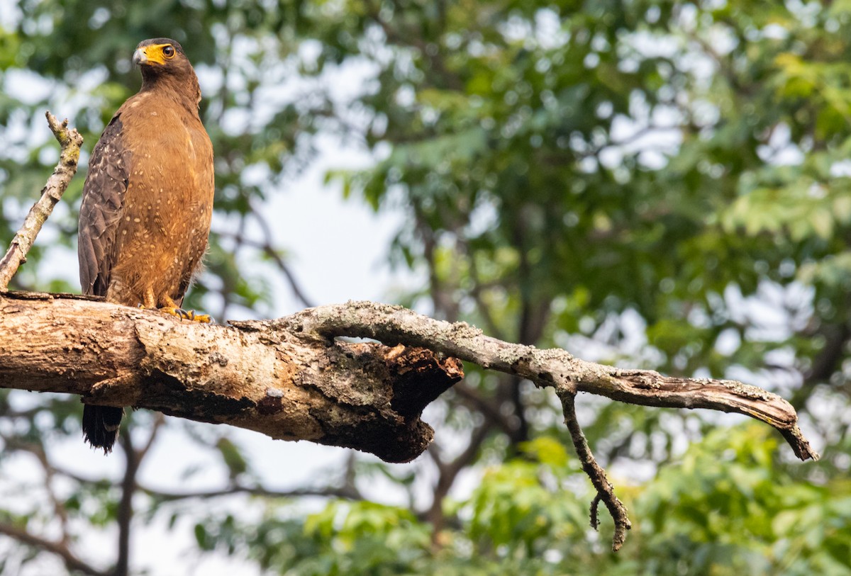 Crested Serpent-Eagle - ML558396211
