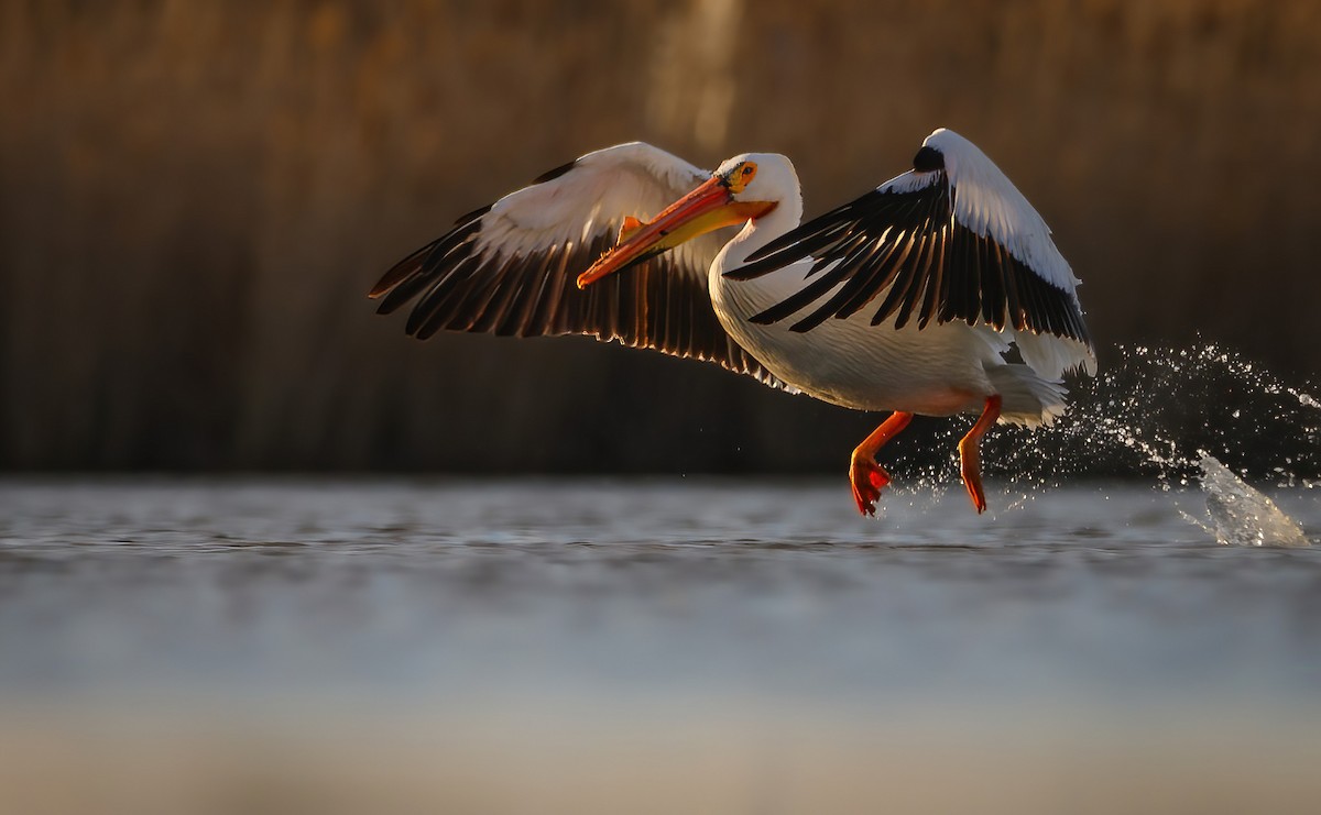 American White Pelican - ML558397081