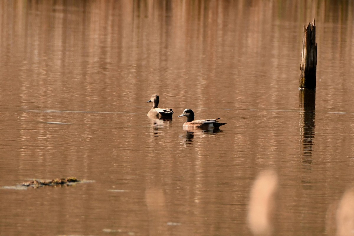 American Wigeon - ML558397181