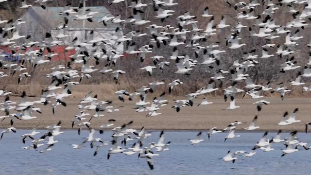 Snow Goose - ML558397571