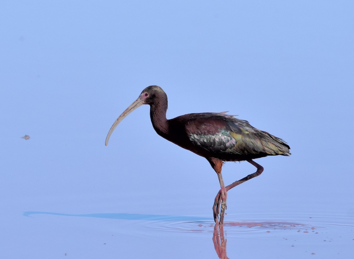 ibis americký - ML55839761