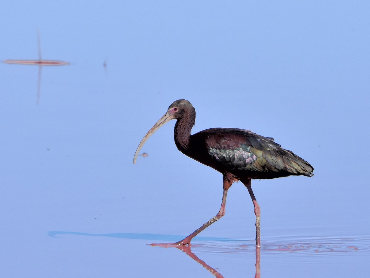 ibis americký - ML55839791
