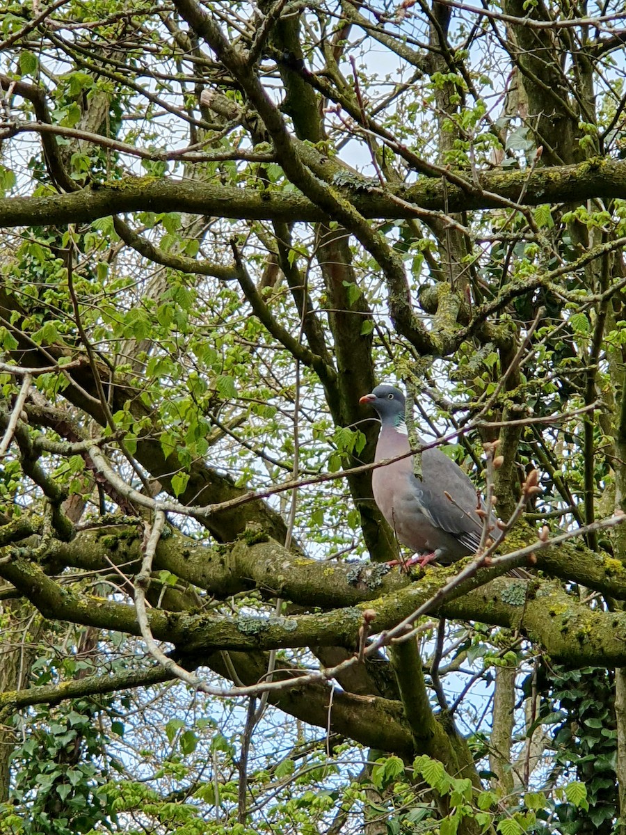 Common Wood-Pigeon - ML558398251