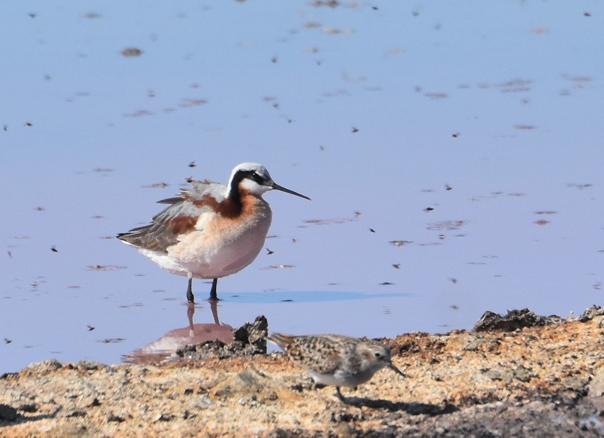 Wilson's Phalarope - ML55840001