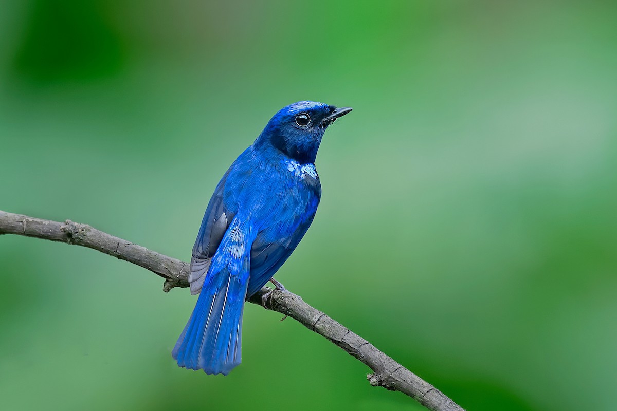 Small Niltava - Rajkumar Das