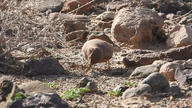 Desert Lark - ML558401071