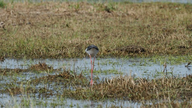 Black-winged Stilt - ML558401761