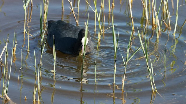 Eurasian Coot - ML558401821