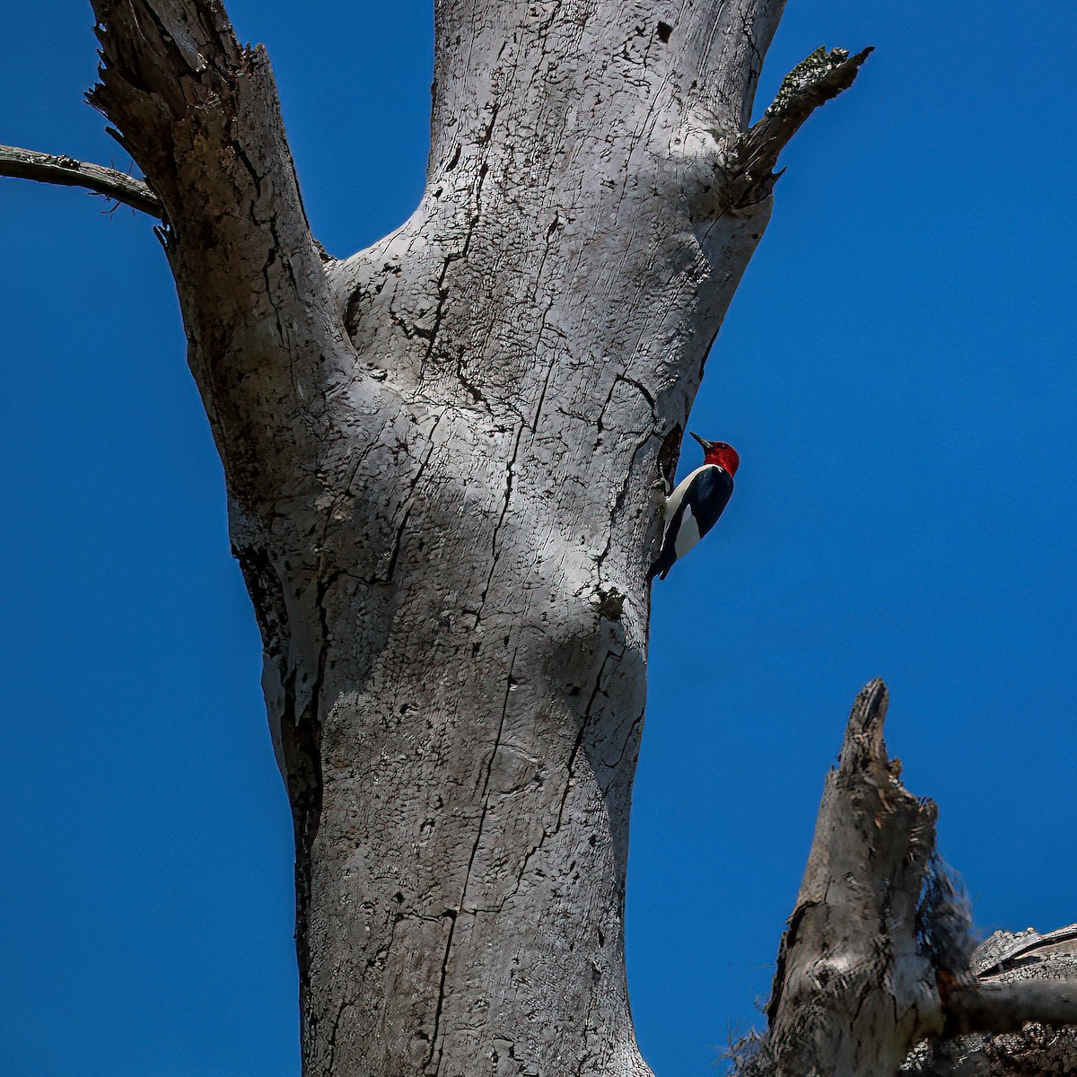 Red-headed Woodpecker - ML558404011