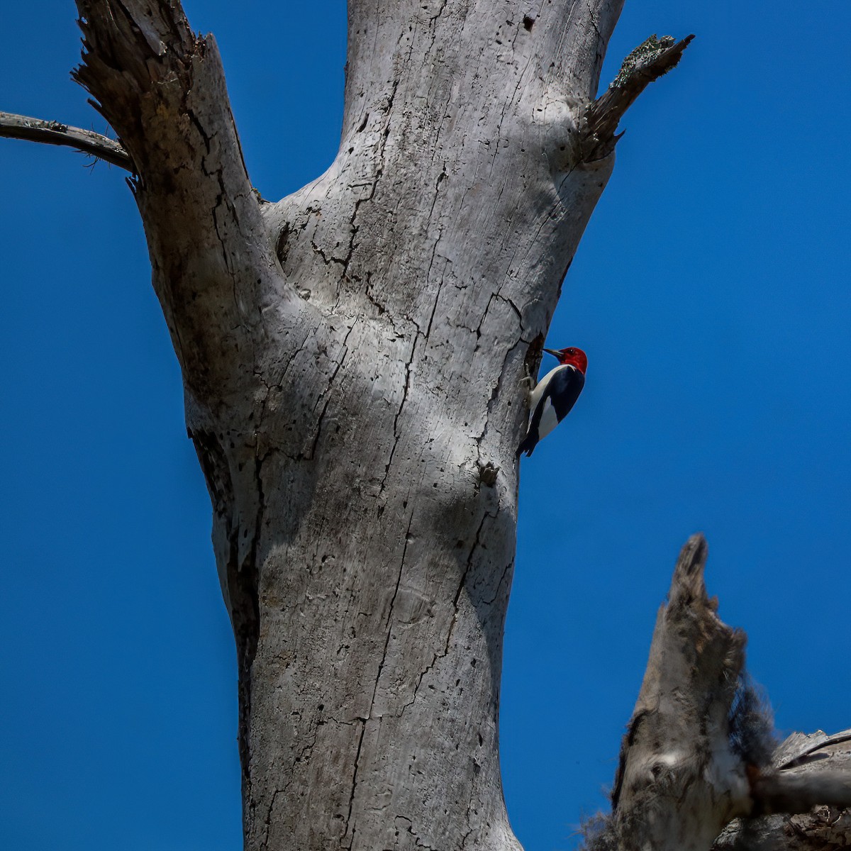 Red-headed Woodpecker - ML558404451