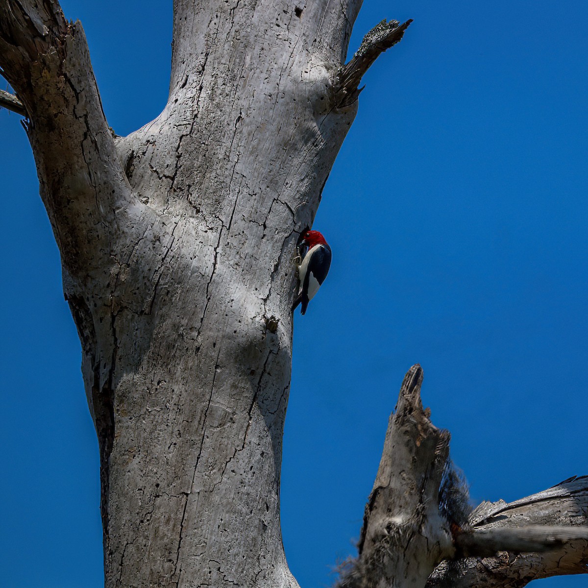 Red-headed Woodpecker - ML558404551
