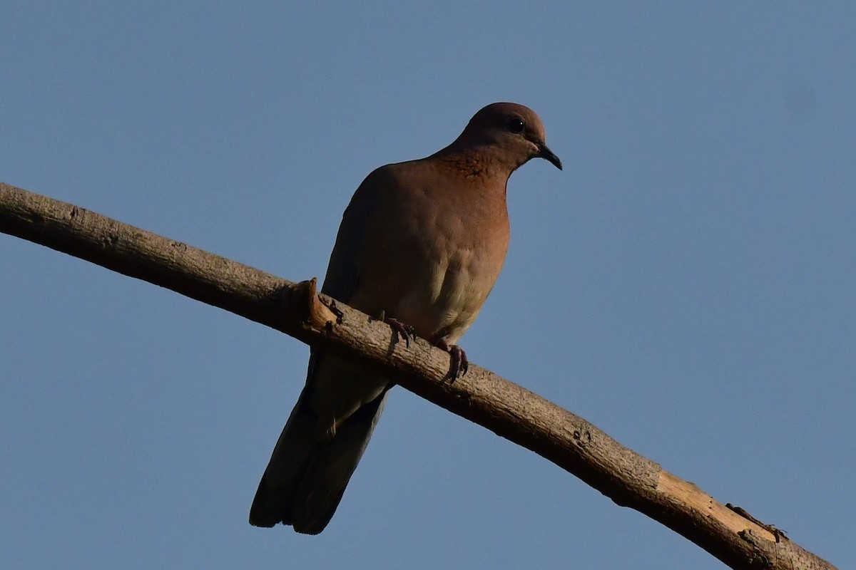 Tórtola Senegalesa - ML558404871