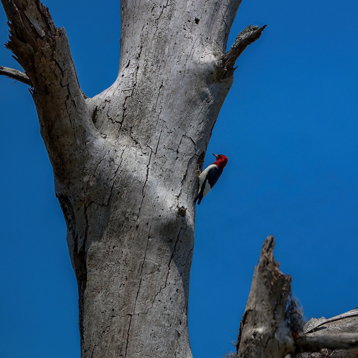 Red-headed Woodpecker - ML558404921