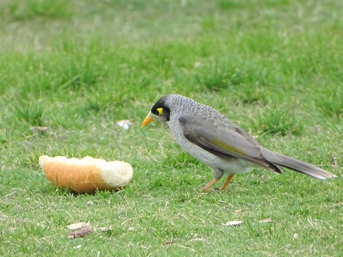 Noisy Miner - ML558405651