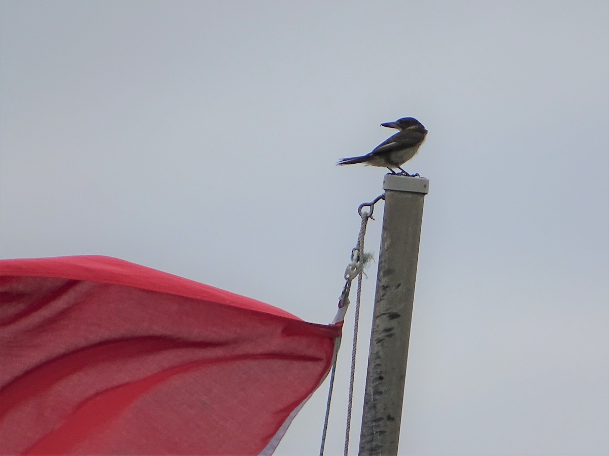 Gray Butcherbird - ML558405701