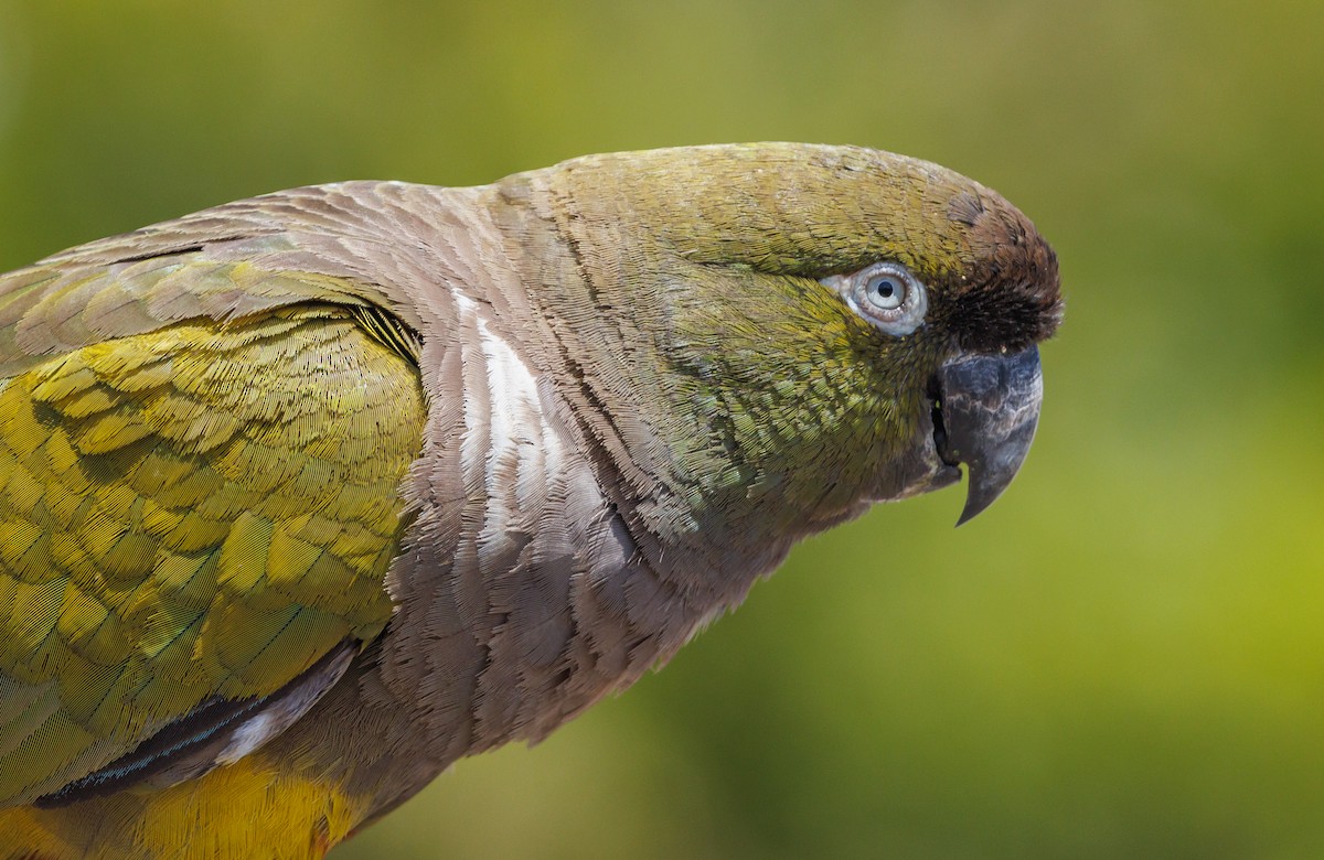 Burrowing Parakeet - ML558405991