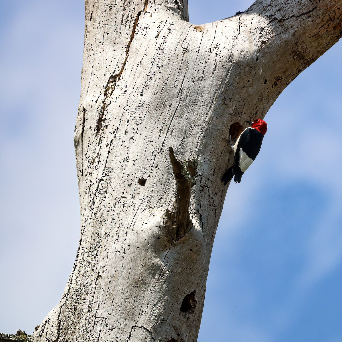 Red-headed Woodpecker - ML558406081