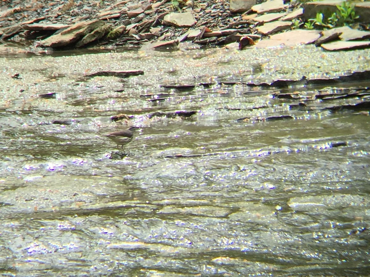 Louisiana Waterthrush - ML55840661