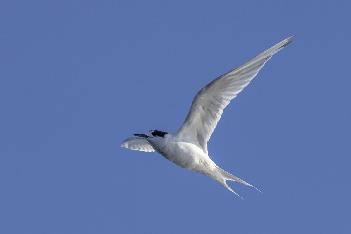 White-fronted Tern - Oscar Thomas