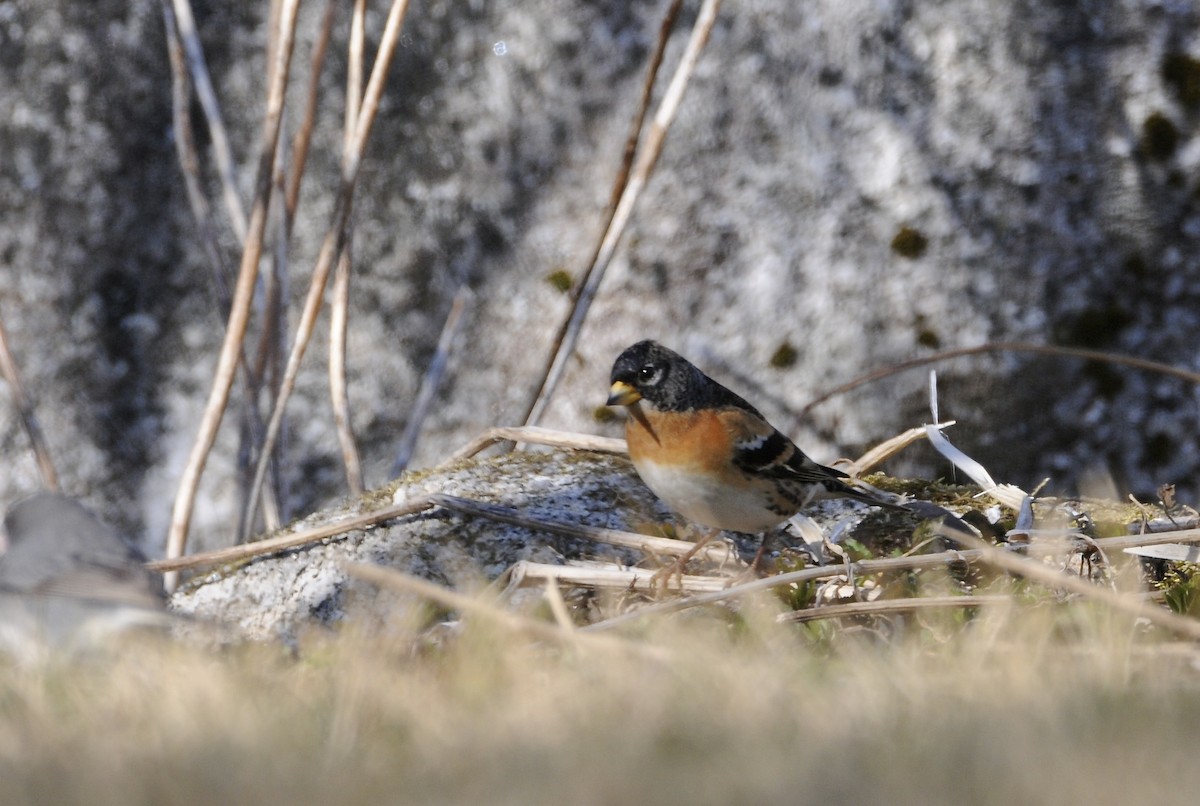 Brambling - Greg Stroud