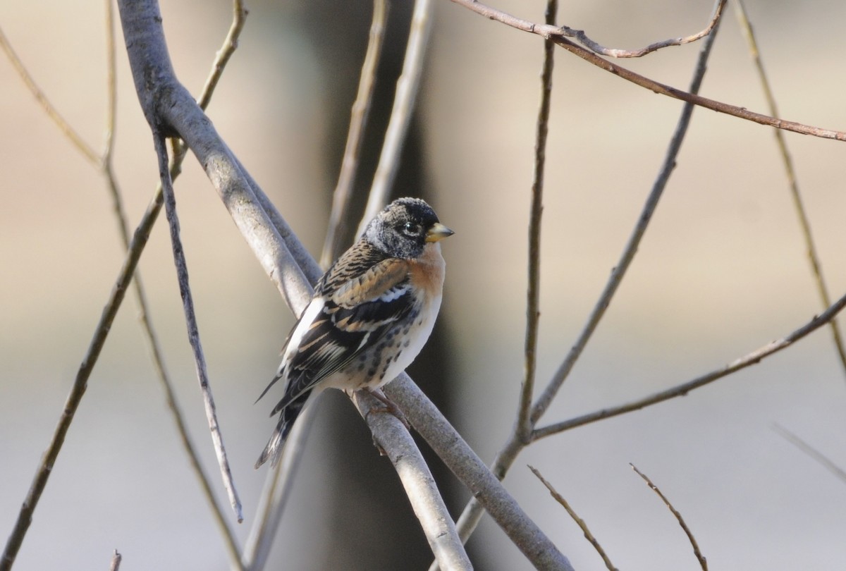 Brambling - ML558406981