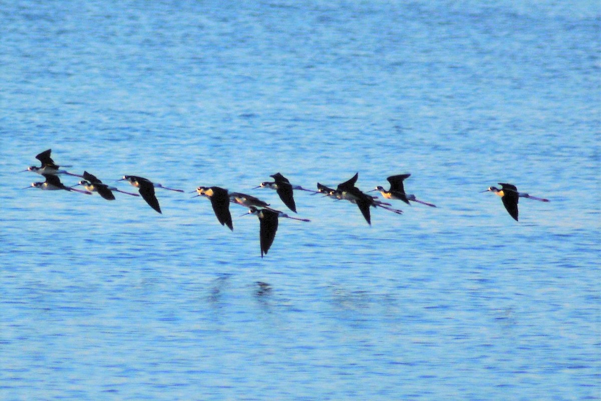 Black-necked Stilt - ML55840711