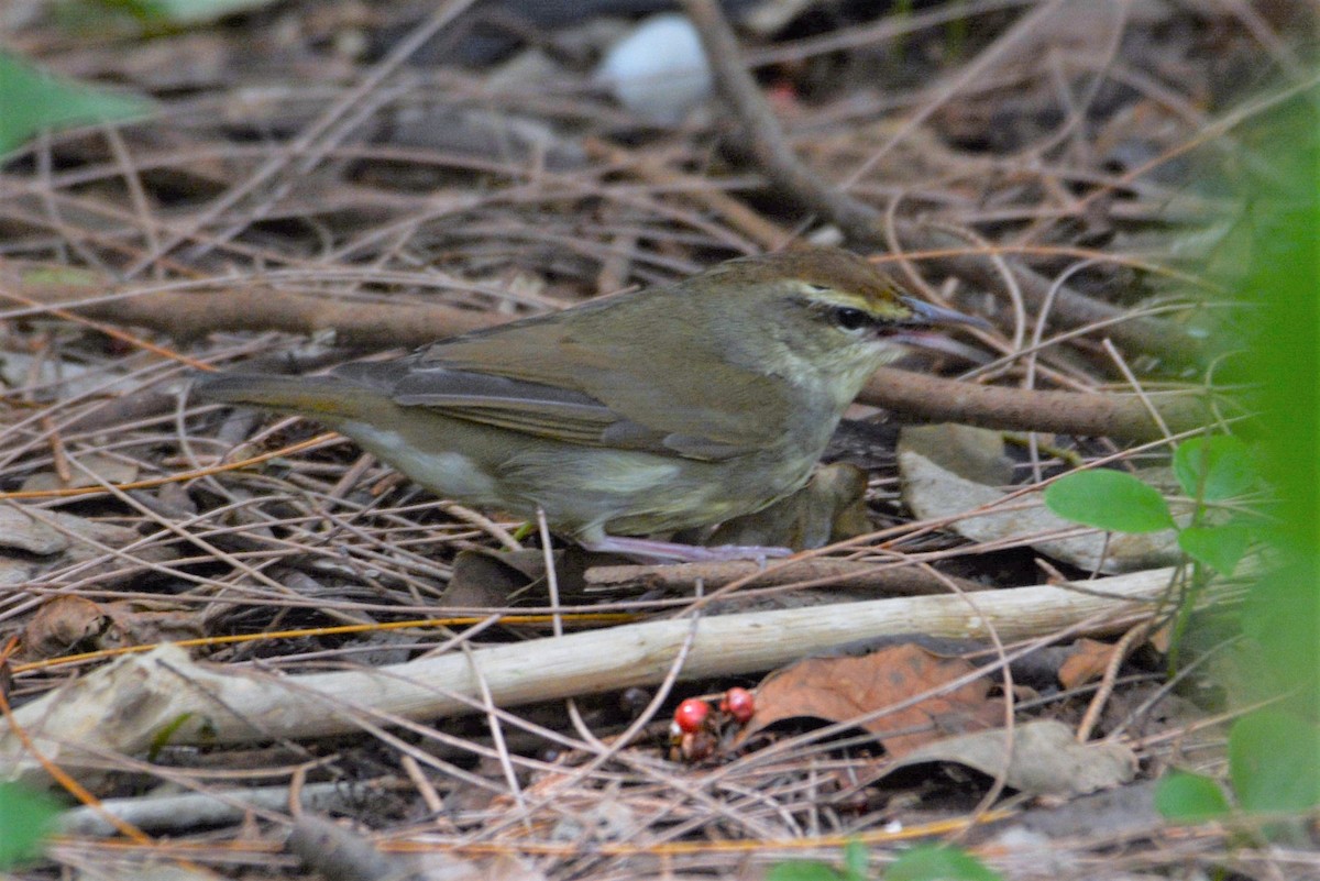 Swainson's Warbler - ML55840901