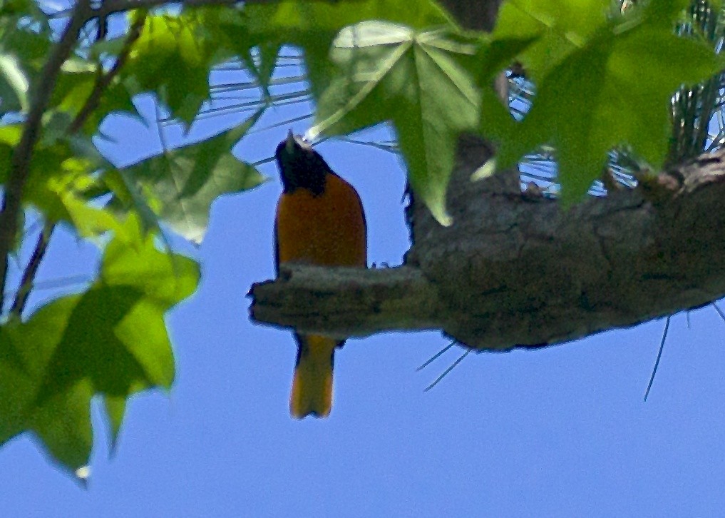 Baltimore Oriole - ML55841091