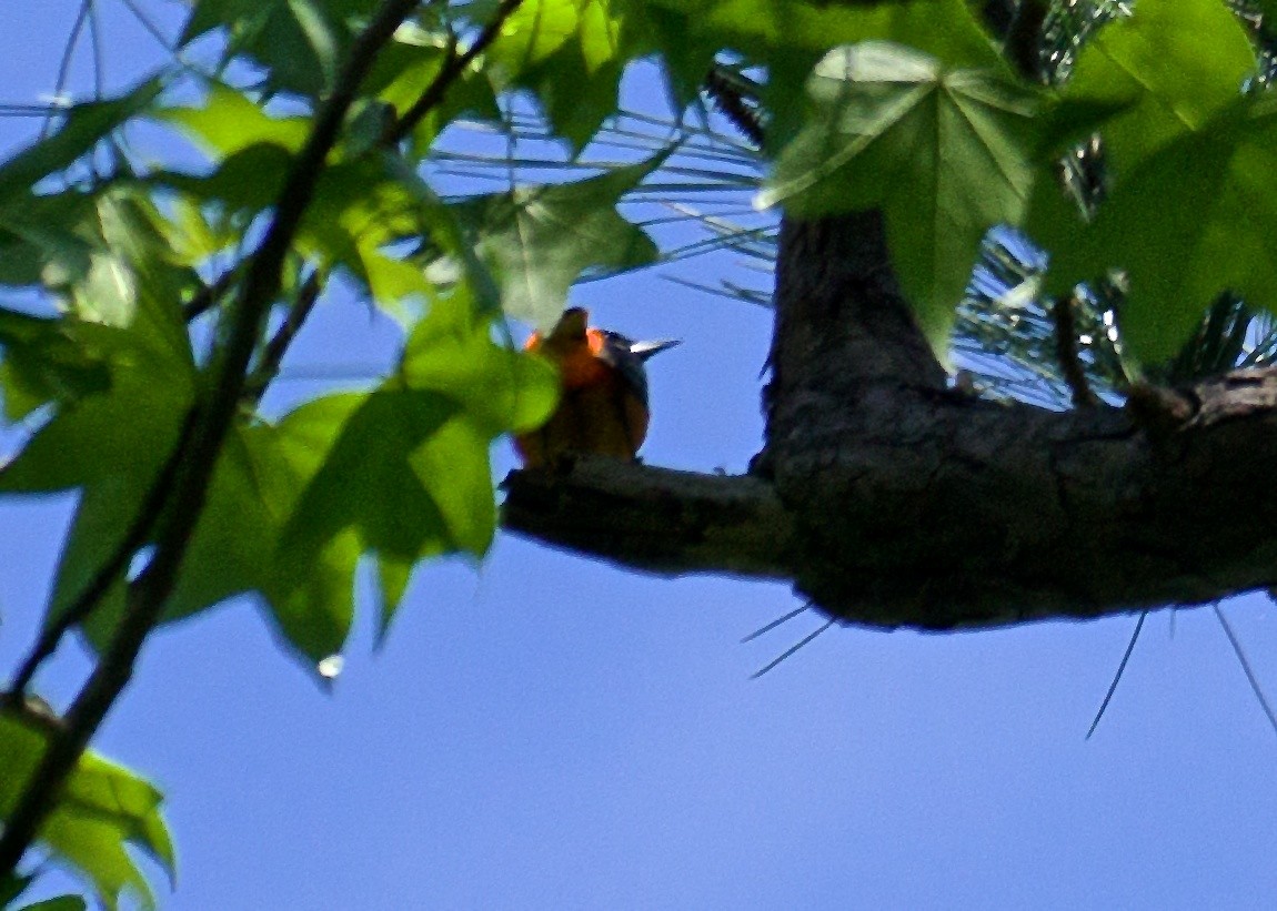trupiál baltimorský - ML55841101